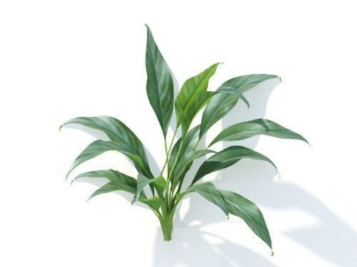 Spathiphyllum kochii 6 variations 3D model_6