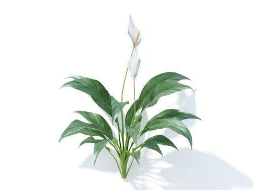 Spathiphyllum kochii 6 variations 3D model_4