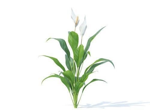 Spathiphyllum kochii 6 variations 3D model_1