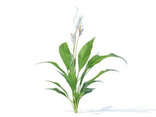 Spathiphyllum kochii 6 variations 3D model_2