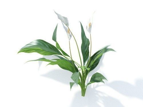 Spathiphyllum kochii 6 variations 3D model_5