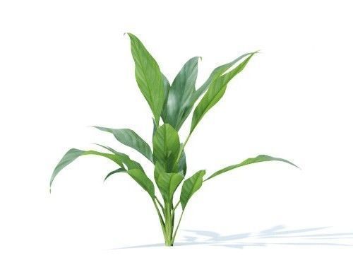 Spathiphyllum kochii 6 variations 3D model_3