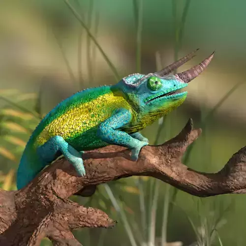 Tricerus Jacksonii - High-polygon 3D model  full-size texture 