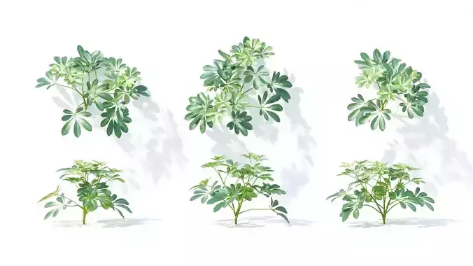 Schefflera octophylla 6 variations 3D model