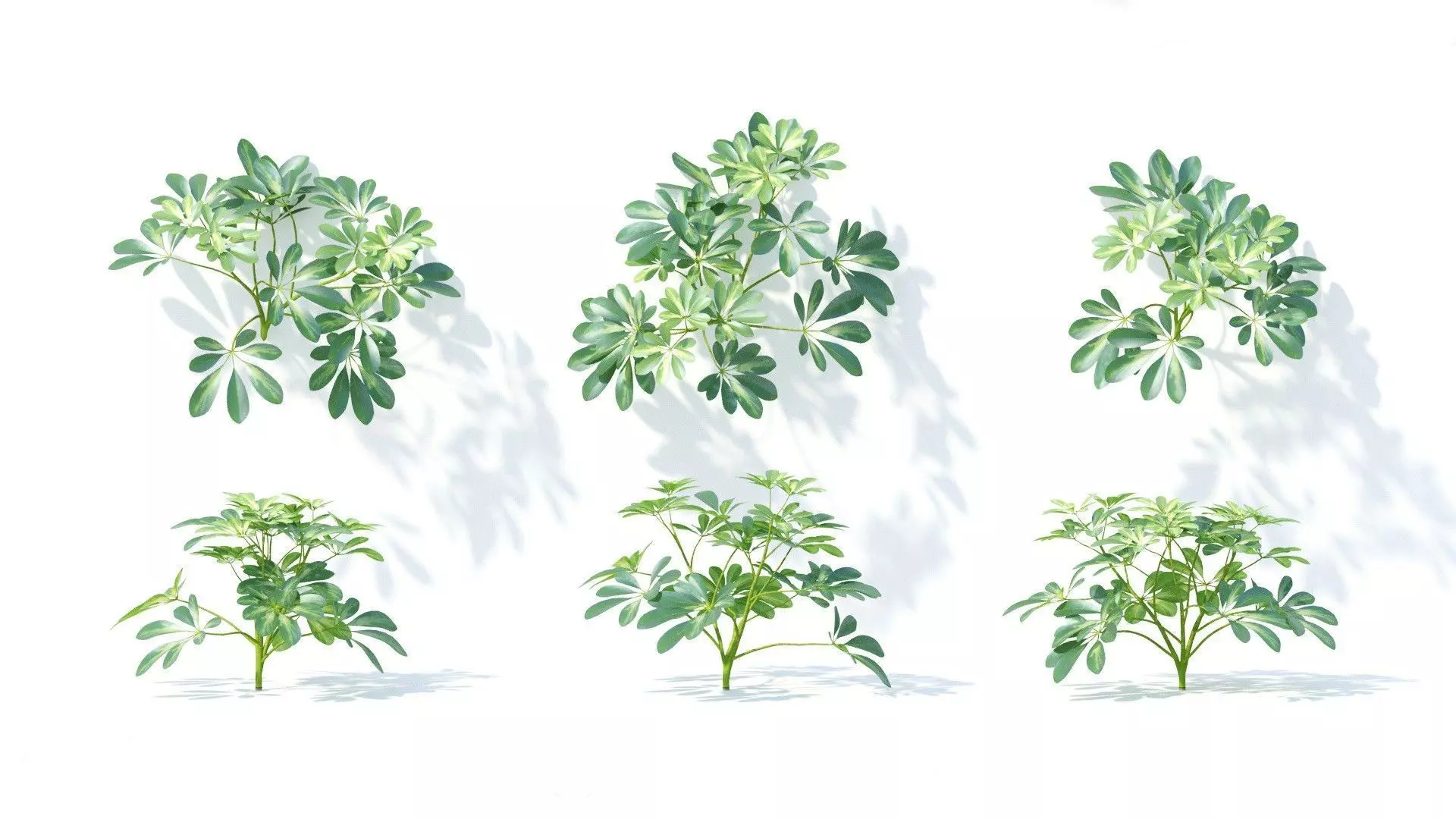Schefflera octophylla 6 variations 3D model_0