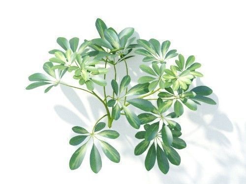 Schefflera octophylla 6 variations 3D model_6