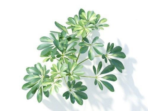 Schefflera octophylla 6 variations 3D model_5