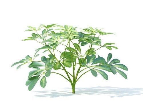 Schefflera octophylla 6 variations 3D model_1