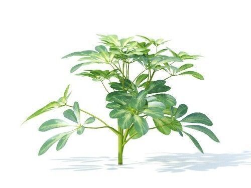 Schefflera octophylla 6 variations 3D model_3