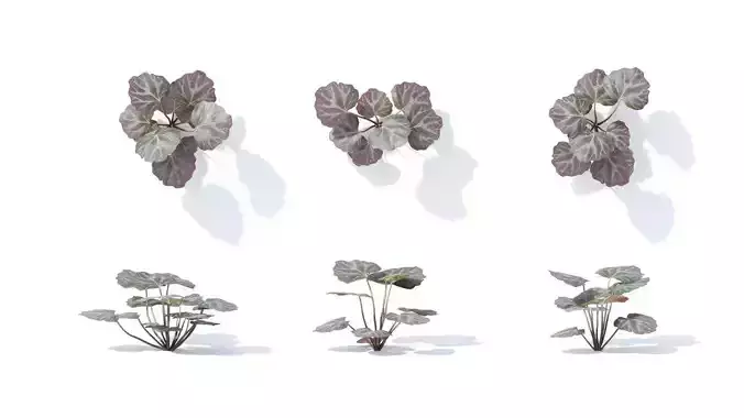 Saxifraga  stolonifera 6 variations 3D model