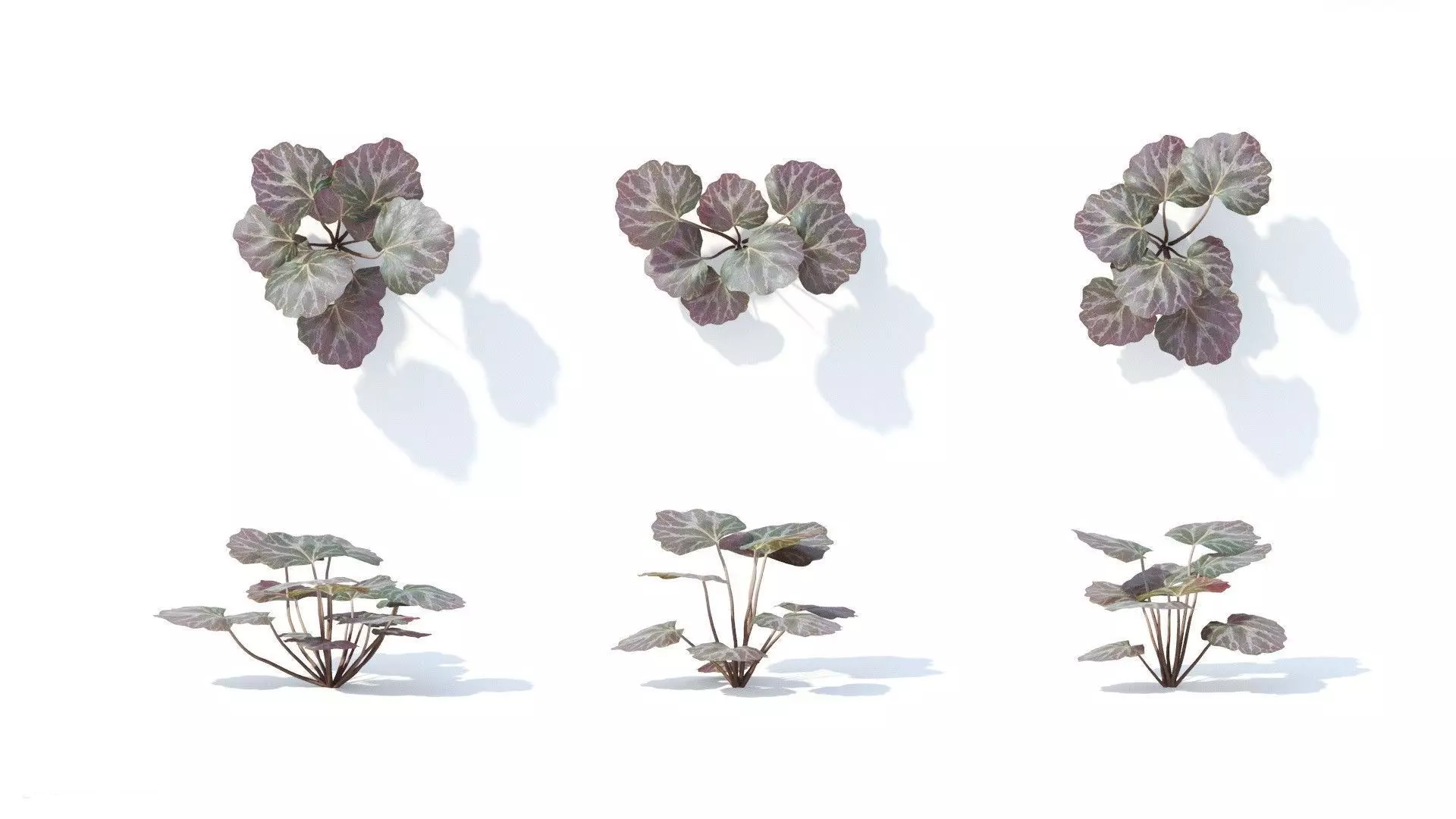 Saxifraga  stolonifera 6 variations 3D model_0