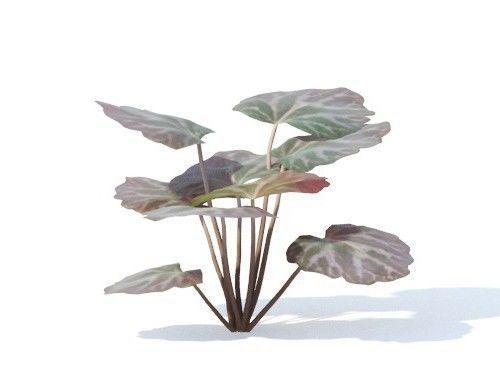 Saxifraga  stolonifera 6 variations 3D model_1