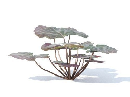 Saxifraga  stolonifera 6 variations 3D model_3