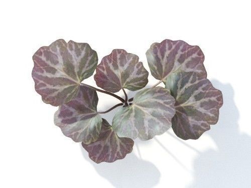 Saxifraga  stolonifera 6 variations 3D model_5