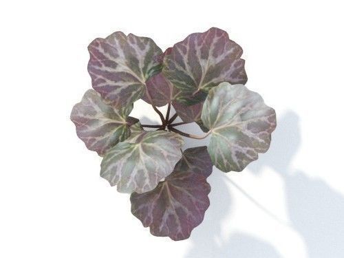 Saxifraga  stolonifera 6 variations 3D model_6