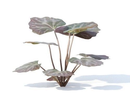 Saxifraga  stolonifera 6 variations 3D model_2