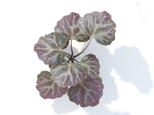 Saxifraga  stolonifera 6 variations 3D model_4