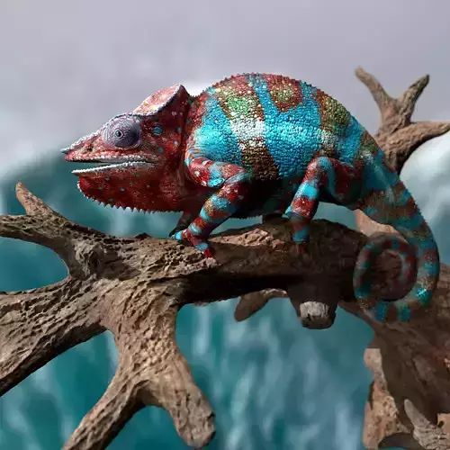 Panther Chameleon Furcifer pardalis NosyBe 3D model