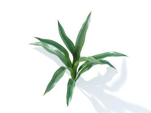 Rohdea japonica 6 variations 3D model_6