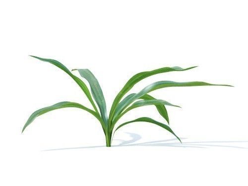 Rohdea japonica 6 variations 3D model_2