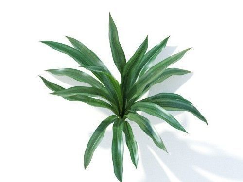 Rohdea japonica 6 variations 3D model_4