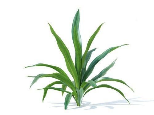 Rohdea japonica 6 variations 3D model_1