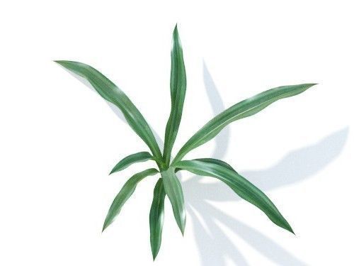 Rohdea japonica 6 variations 3D model_5