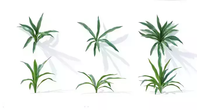 Rohdea japonica 6 variations 3D model