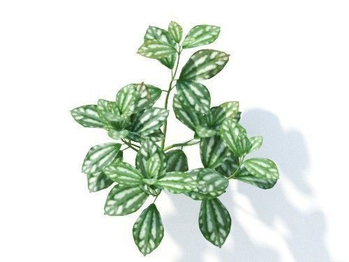 Pilea cadierei 6 variations 3D model_5