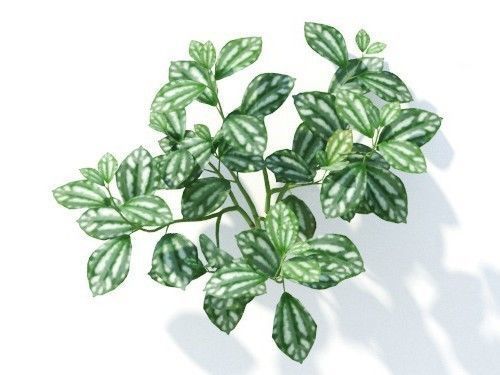 Pilea cadierei 6 variations 3D model_6
