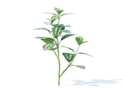 Pilea cadierei 6 variations 3D model_3