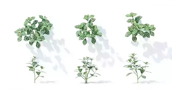 Pilea cadierei 6 variations 3D model