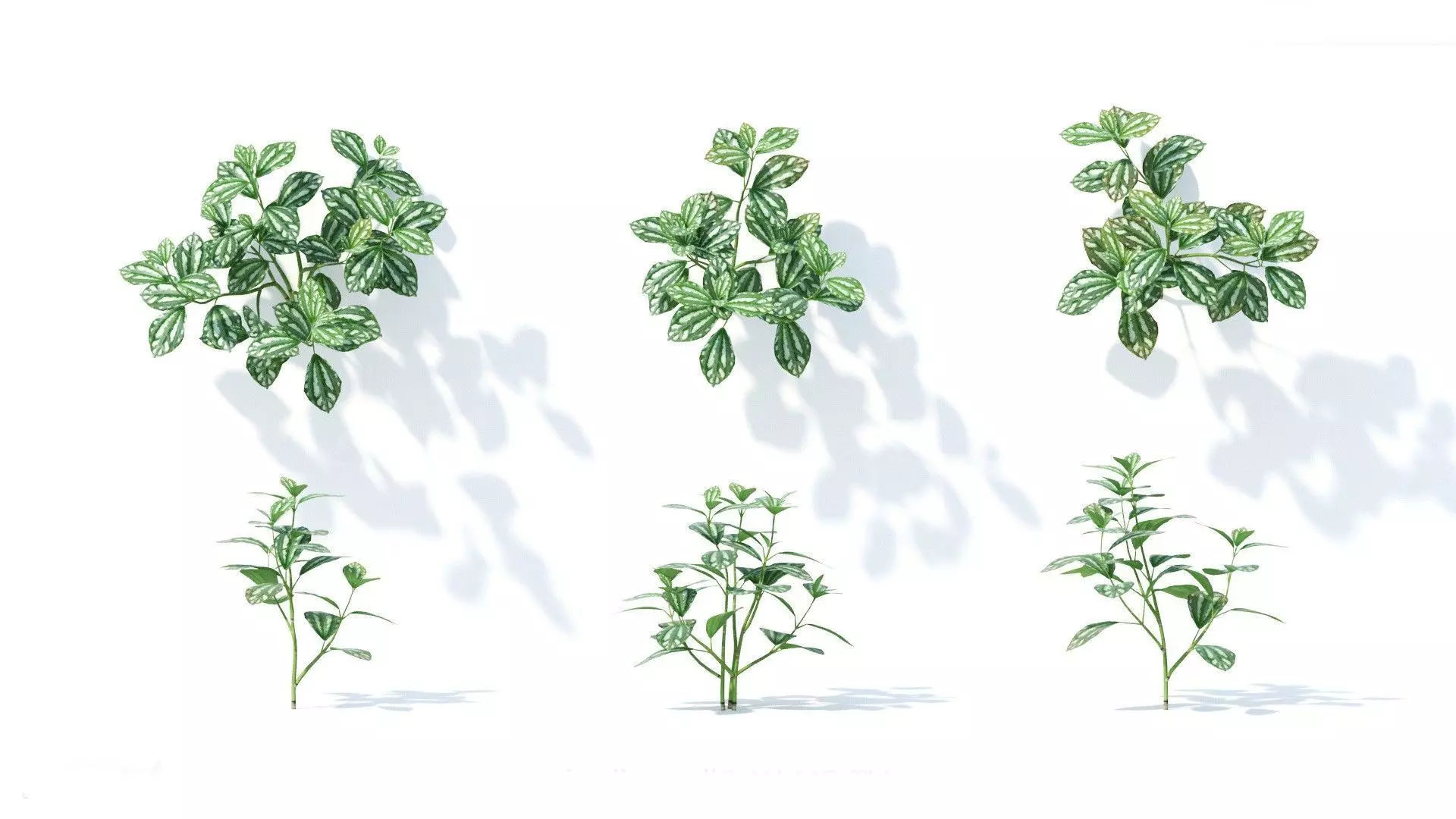 Pilea cadierei 6 variations 3D model_0