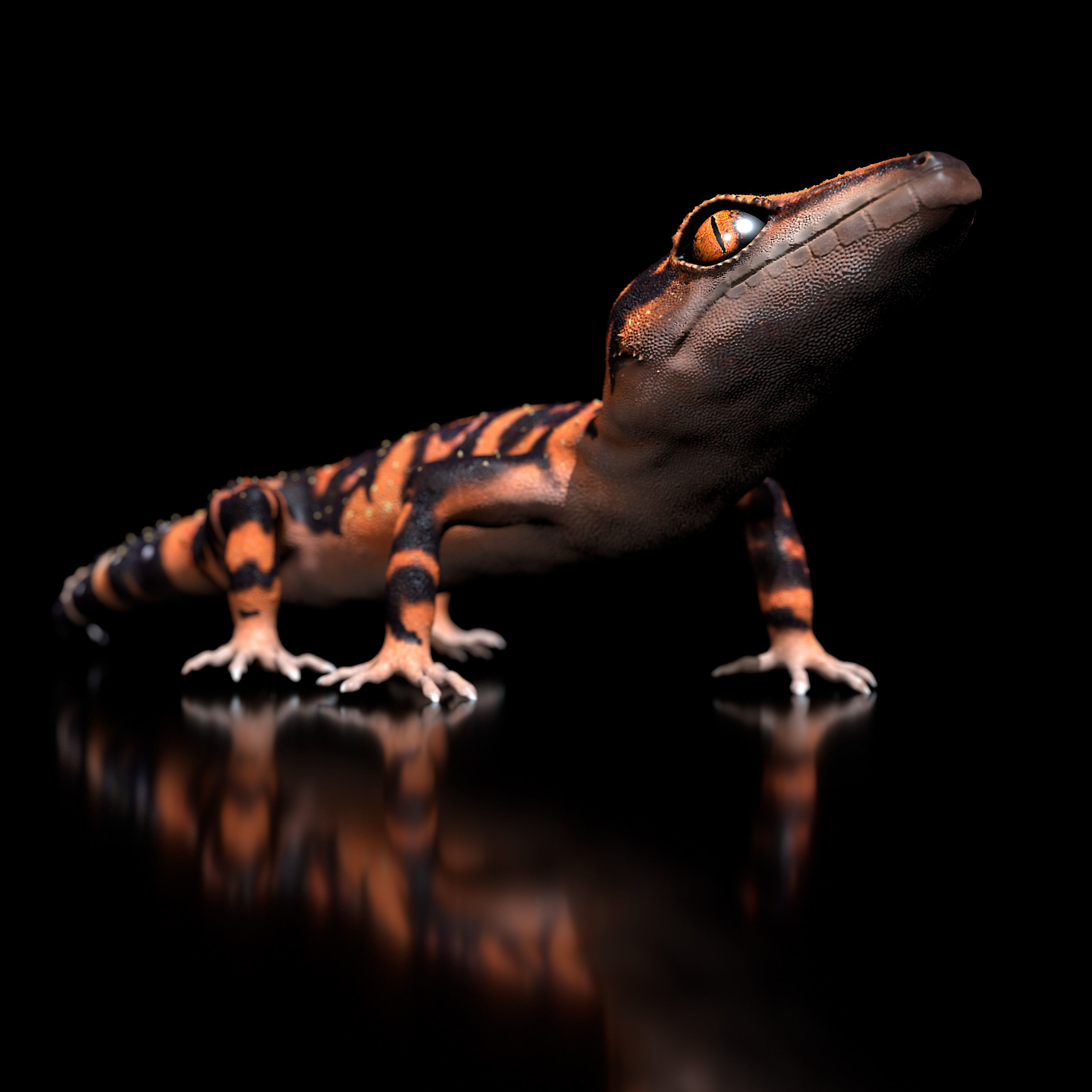 Japanese Cave Gecko - Goniurosaurus orientalis 3D model_7