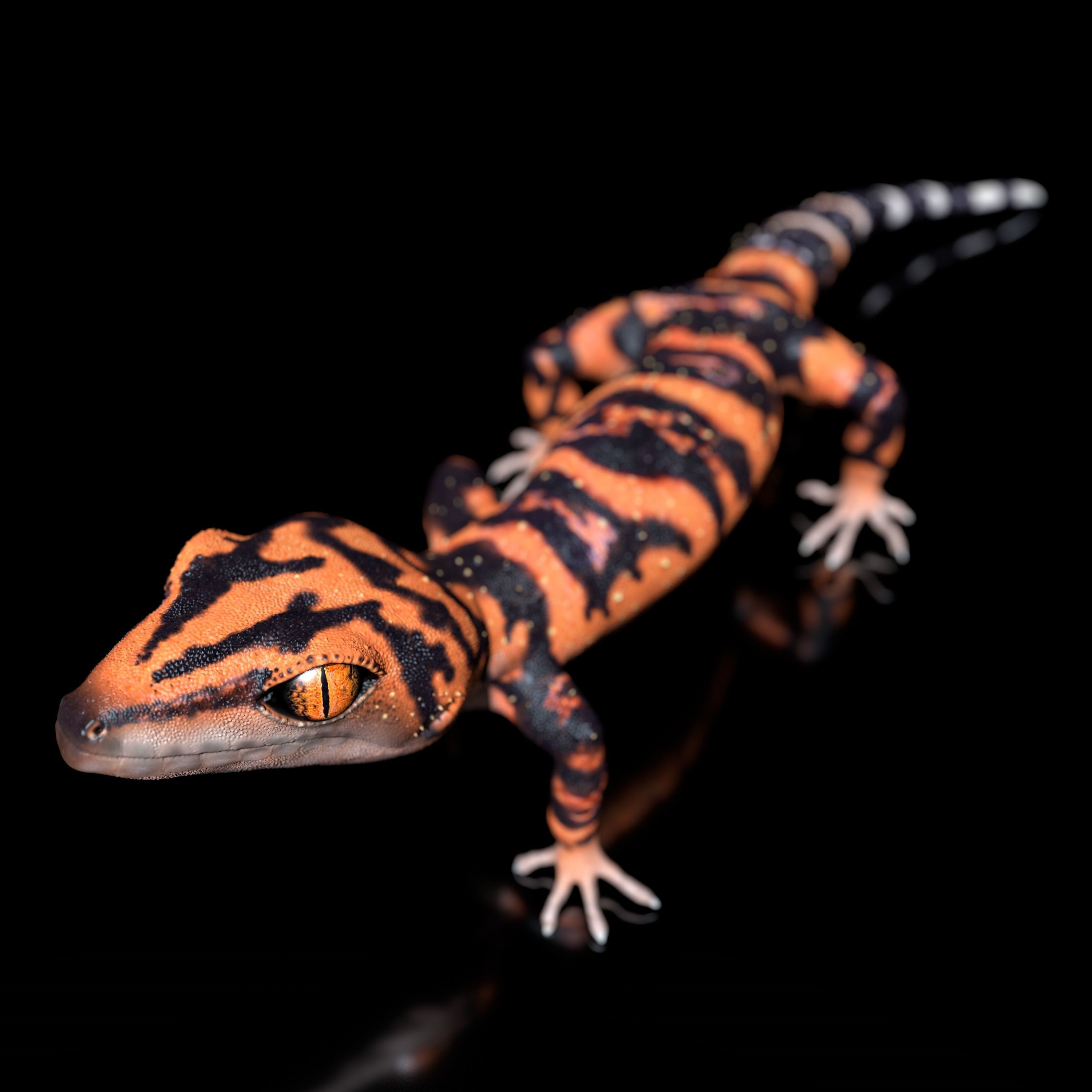 Japanese Cave Gecko - Goniurosaurus orientalis 3D model_8