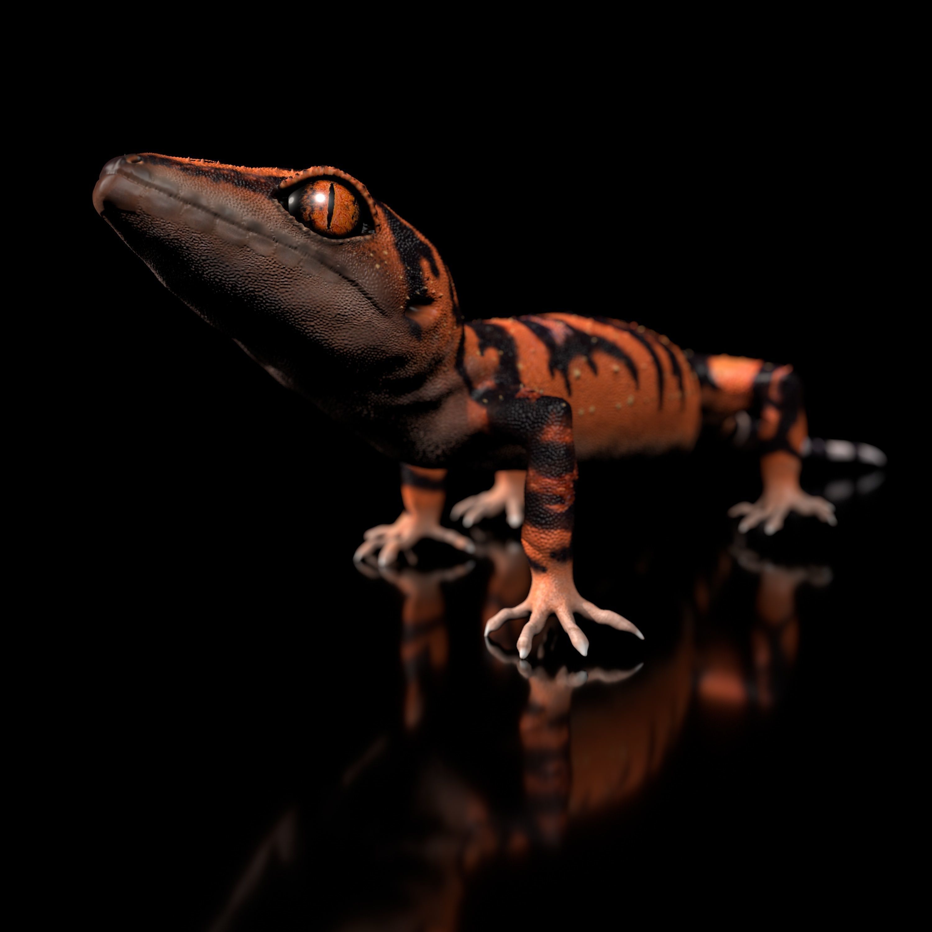 Japanese Cave Gecko - Goniurosaurus orientalis 3D model_10
