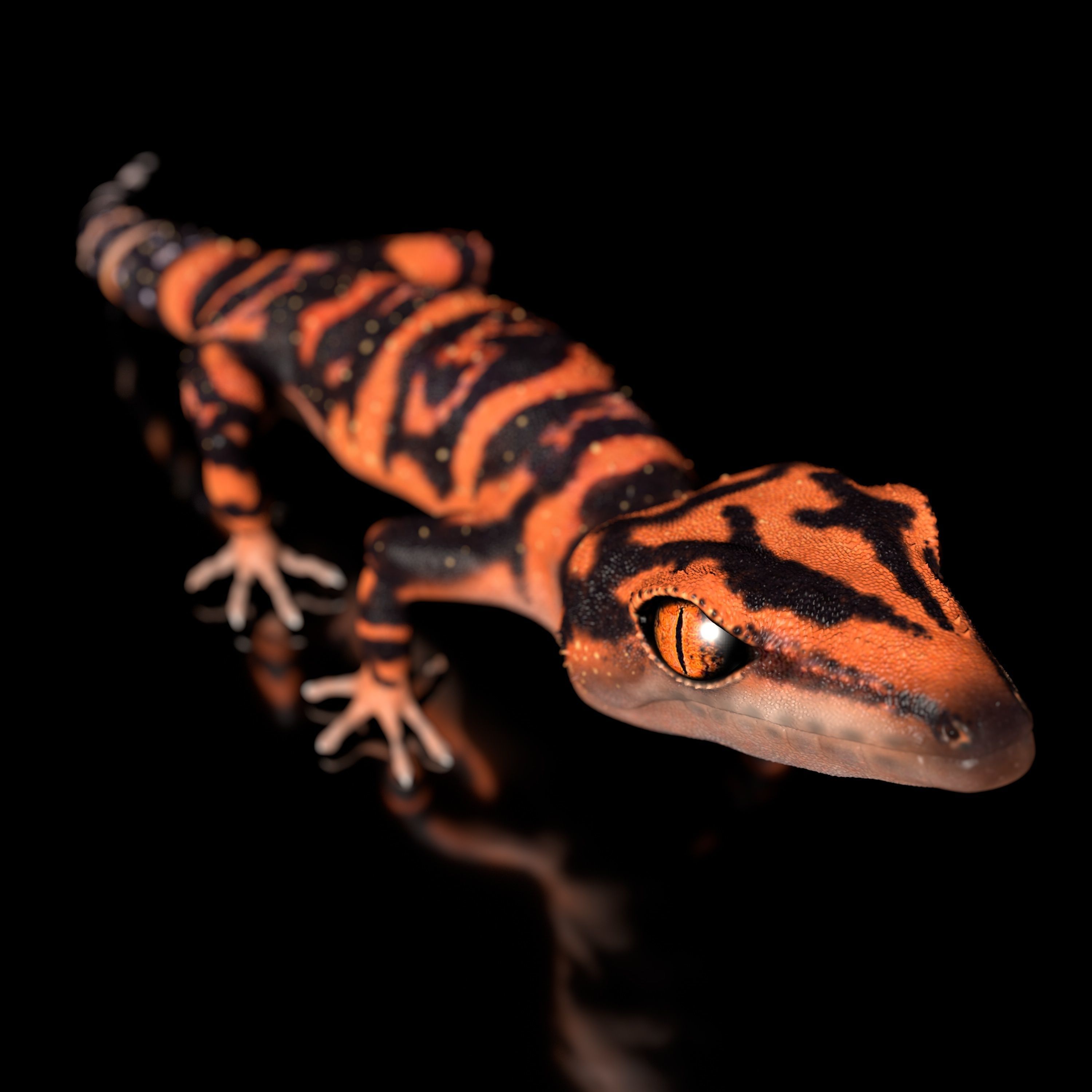 Japanese Cave Gecko - Goniurosaurus orientalis 3D model_4