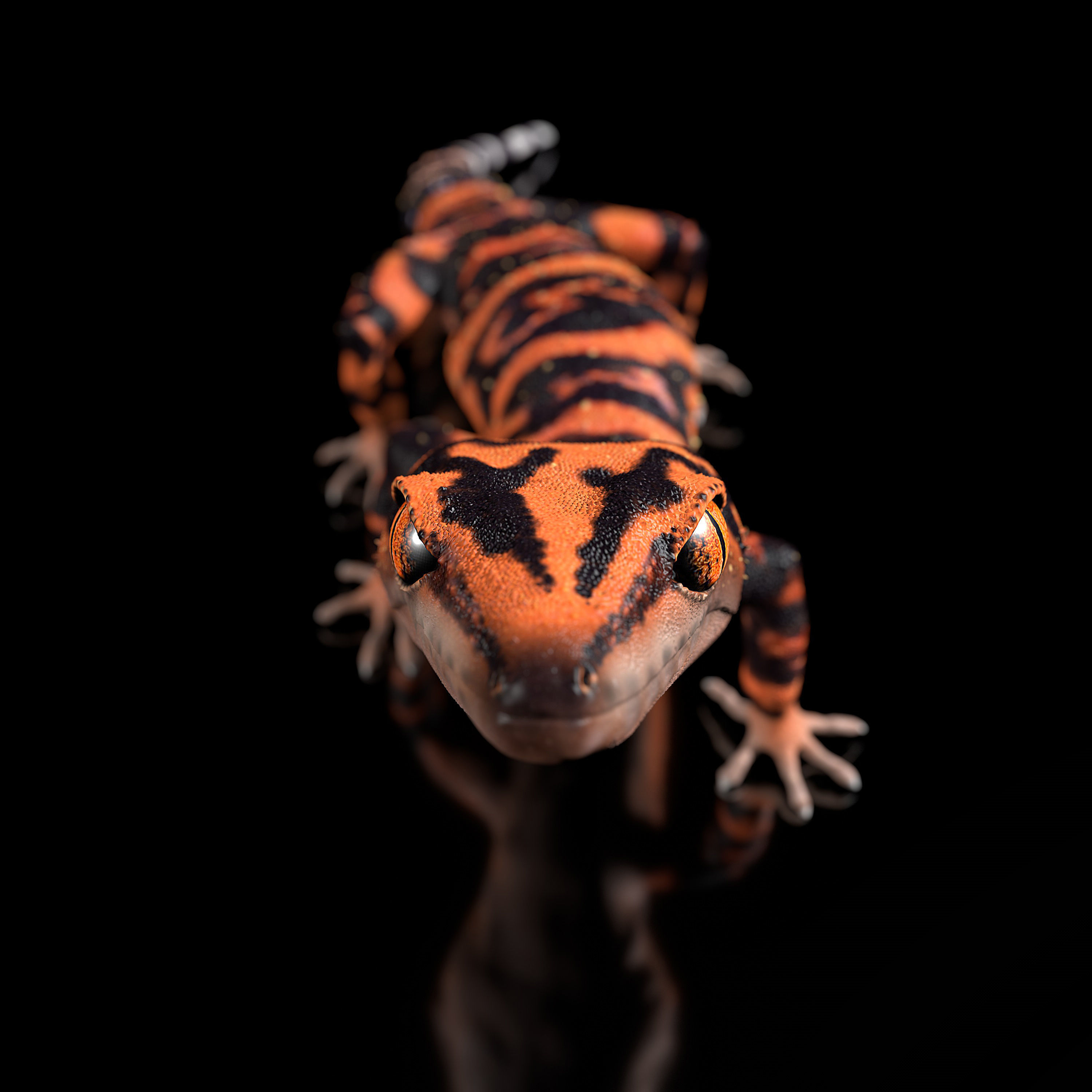 Japanese Cave Gecko - Goniurosaurus orientalis 3D model_11
