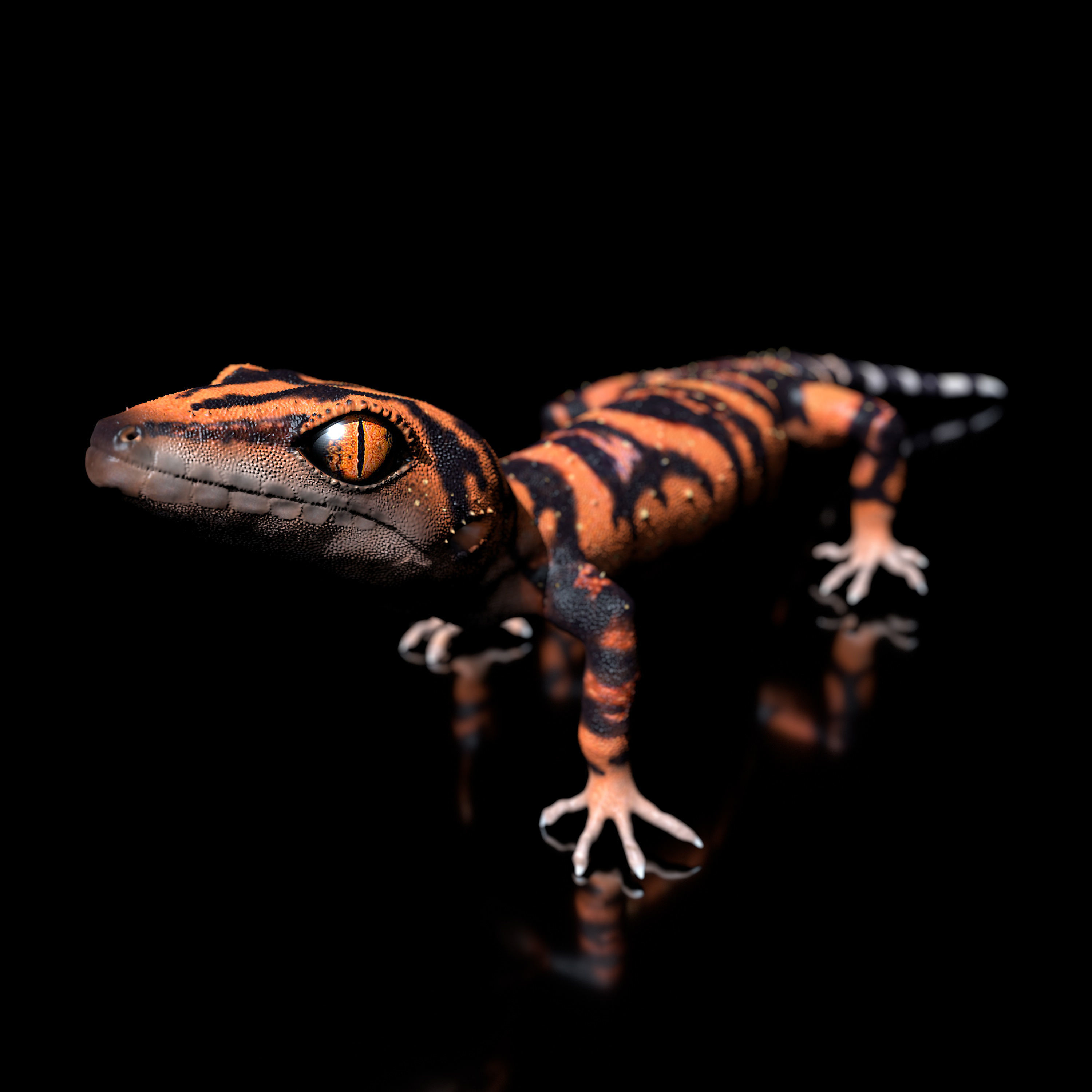 Japanese Cave Gecko - Goniurosaurus orientalis 3D model_2