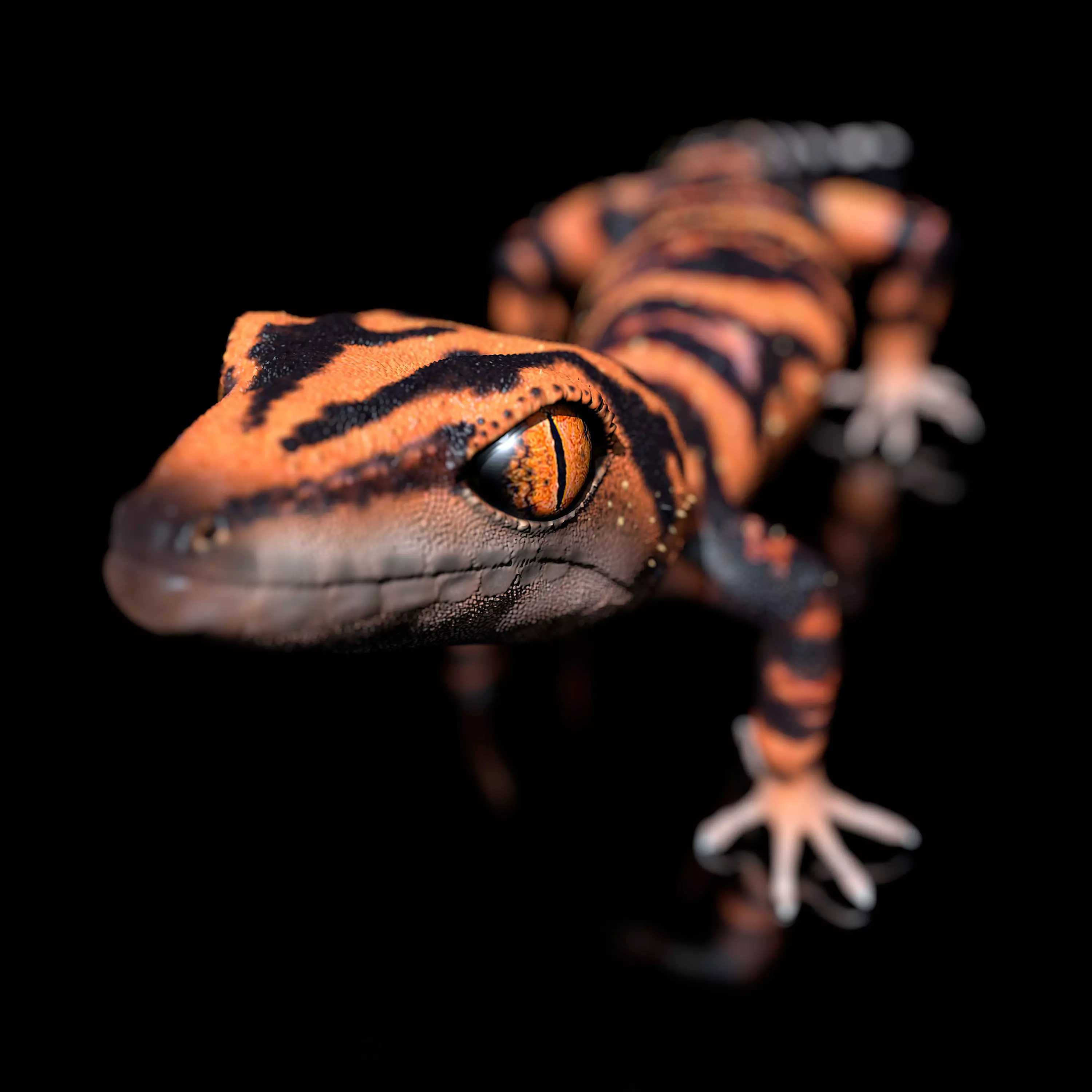 Japanese Cave Gecko - Goniurosaurus orientalis 3D model_0