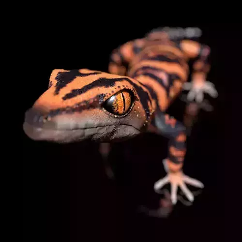 Japanese Cave Gecko - Goniurosaurus orientalis 3D model