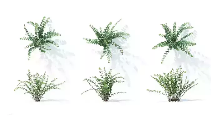 Pellaea ratundilalia 6 variations 3D model