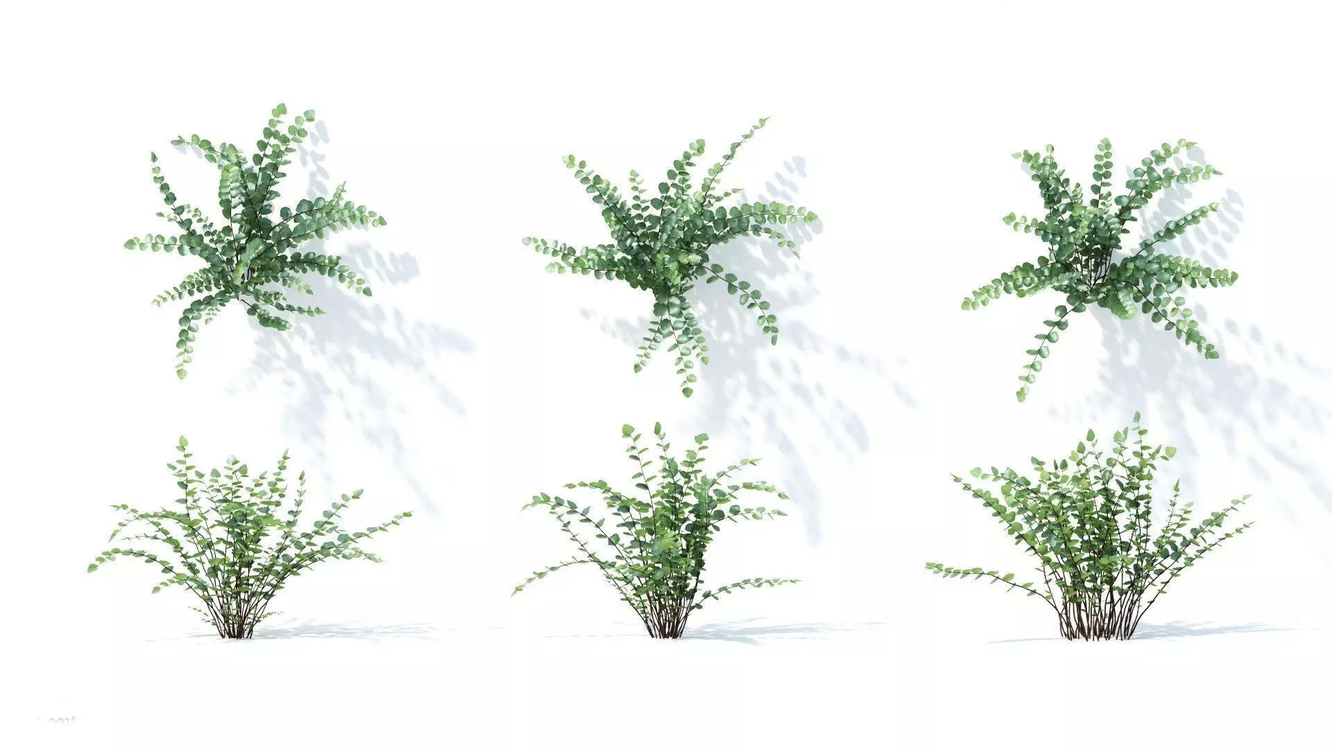 Pellaea ratundilalia 6 variations 3D model_0