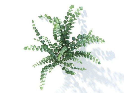 Pellaea ratundilalia 6 variations 3D model_6