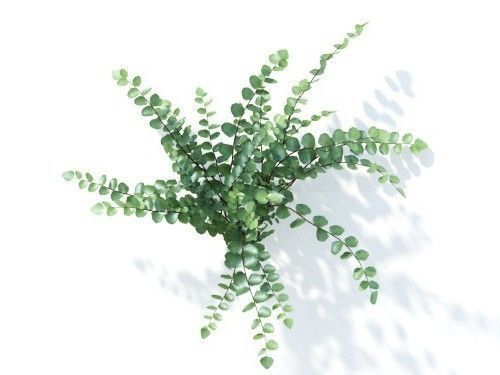 Pellaea ratundilalia 6 variations 3D model_5