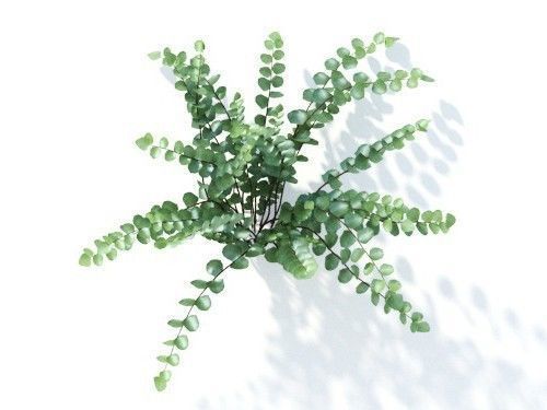 Pellaea ratundilalia 6 variations 3D model_4