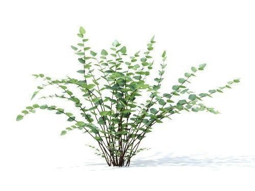 Pellaea ratundilalia 6 variations 3D model_3