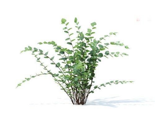 Pellaea ratundilalia 6 variations 3D model_2