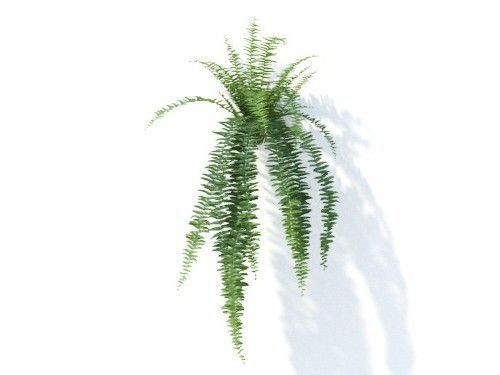 Nephrolepis exaltata 6 variations 3D model_4