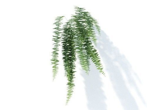 Nephrolepis exaltata 6 variations 3D model_5